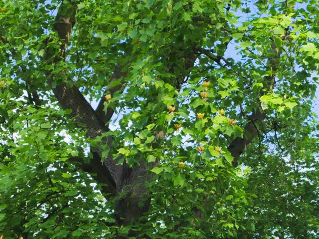 Tulipanowiec amerykański