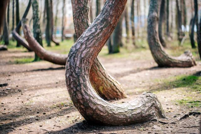 Das Naturdenkmal Krzywy Las
