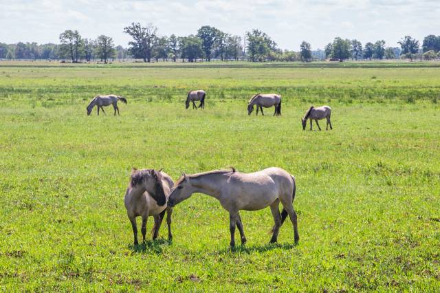 Polnisches Pony - Konik polski