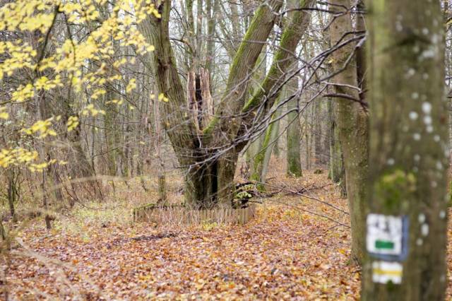 Lipa drobnolistna "Elizabeth"