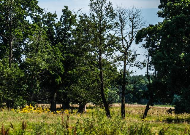 Park dworski w Dysznie