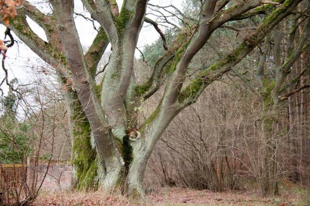 Dąb szypułkowy Mamre