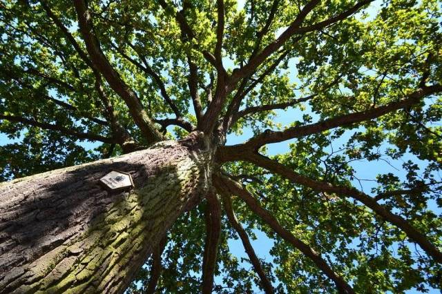 Dąb Billroth w Bergen na Rugii
