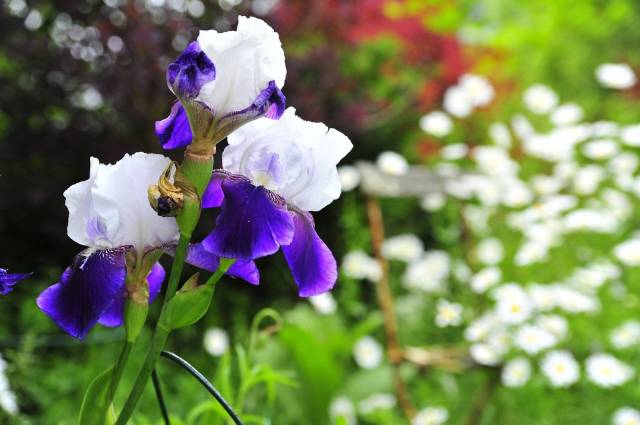 Pomorski Ogród Ziołowy