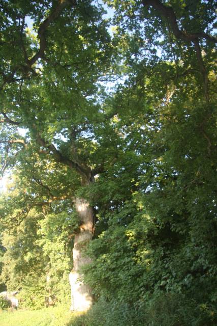 Pałac i park dworski