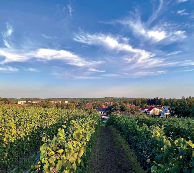 Winnica Tecławska Góra