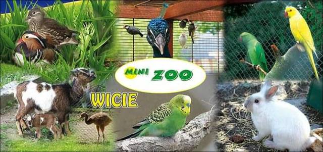 Mini zoo Wicie