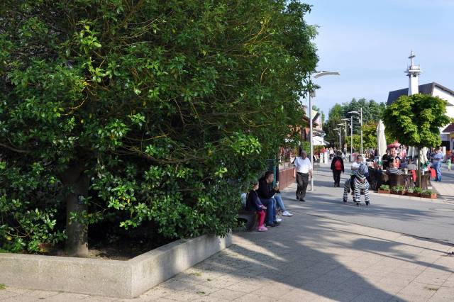 Ostrokrzew kolczasty