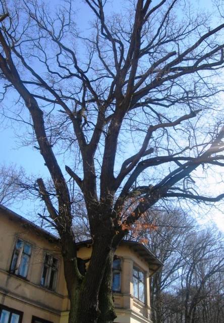 Dąb szypułkowy Warcisław I