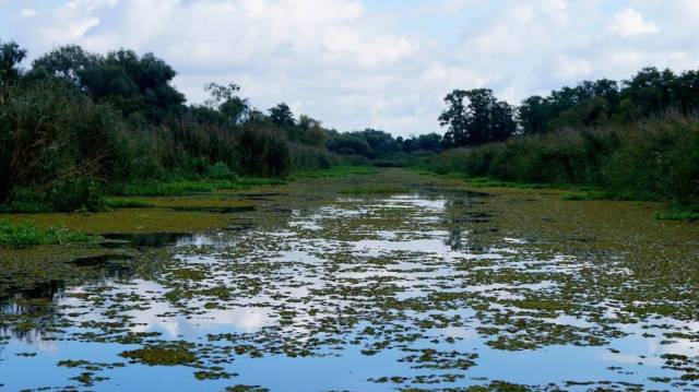 Rezerwat przyrody Kurowskie Błota