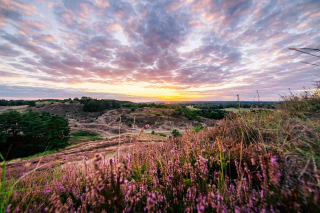 Rezerwat Przyrody "Wrzosowiska Cedyńskie im. inż. Wiesława Czyżewskiego"