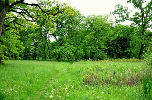 Dęby bezszypułkowe