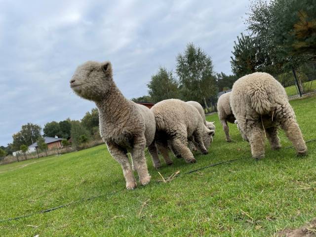 Al Pako - alpaki nad morzem