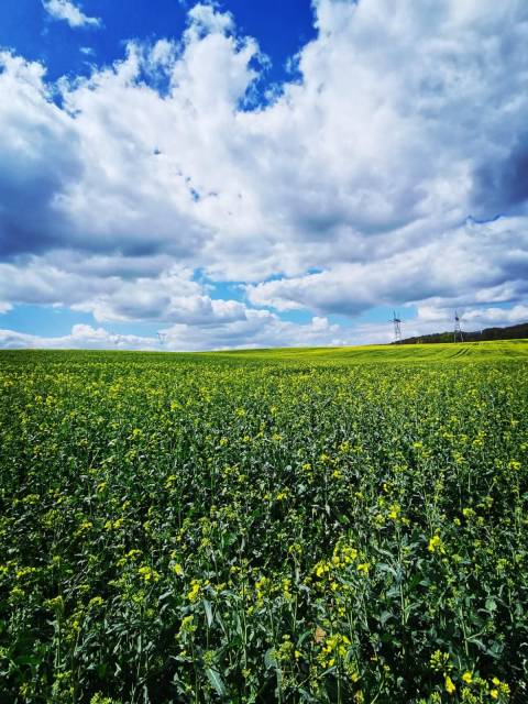 Rundweg Stettin Prawobrzeże – Kołbacz – Puszcza Bukowa