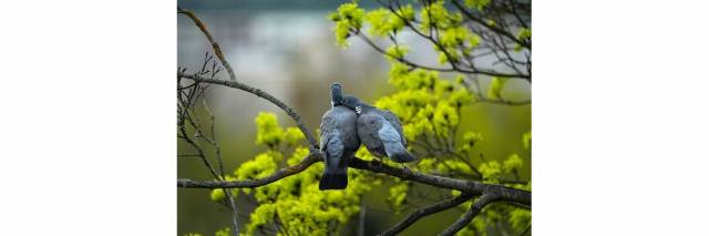 XVIII Regionalna Wystawa Gołębi Rasowych, Drobiu Ozdobnego i Królików