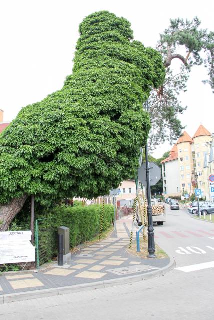 Sosna pospolita i bluszcz pospolity Przytuleni