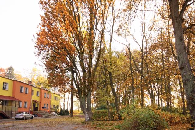 Dęby szypułkowe odm. stożkowata