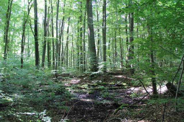 Rezerwat przyrody Źródliskowa Buczyna im. dr Jerzego Jackowskiego