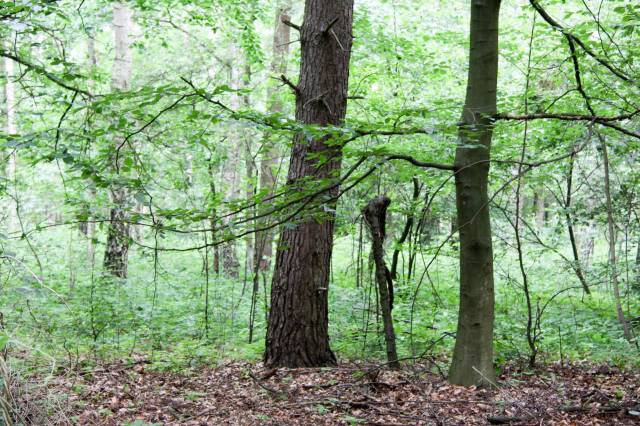 Golczewskie Uroczysko