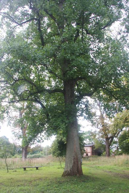 Tulipanowiec amerykański