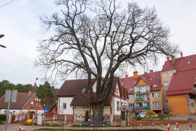 Dąb bezszypułkowy Regalinda