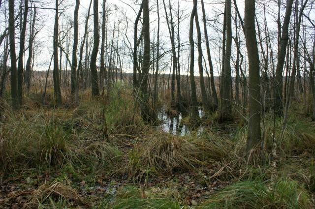 Rezerwat przyrody Olszyny Ostrowskie