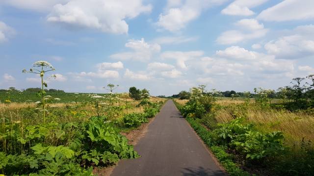 Barszcz Sosnowskiego