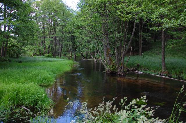 Rzeka Dobrzyca