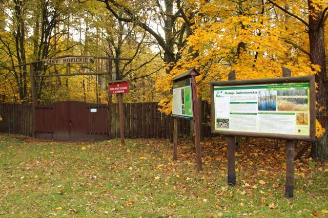 Cisy Rokickie im. prof. Stanisława Króla