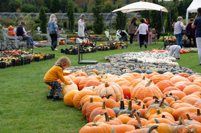 Spektakularna dyniowa farma 