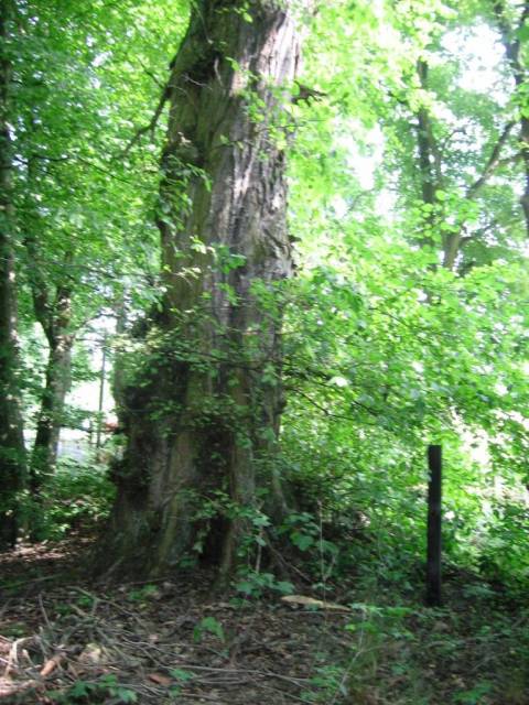 Wiązy Katarzyny i Jana