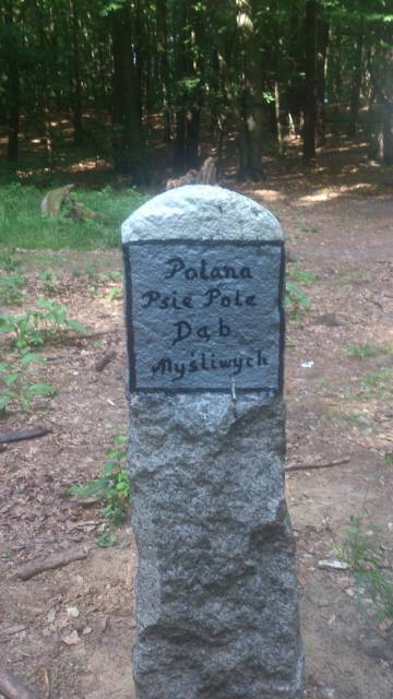 Polana Psie Pole, Dąb Myśliwych, Rezerwat Bukowe Zdroje im. Profesora Tadeusza Dominika