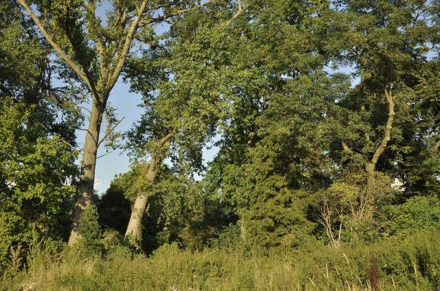 Zespół pałacowo-parkowy