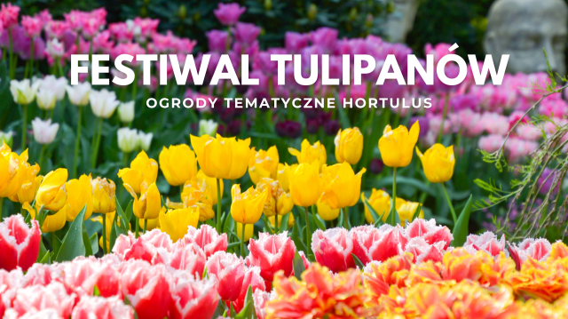 Фестиваль тюльпанів у тематичних садах Hortulus