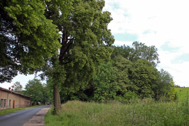 Trzy dęby szypułkowe