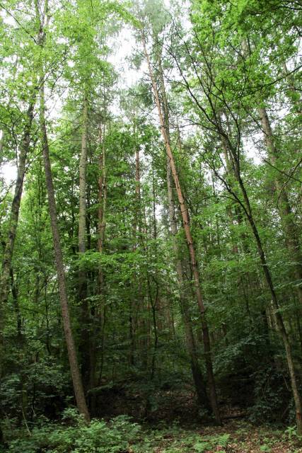 Bór Samliński im. Henryka Zięciaka