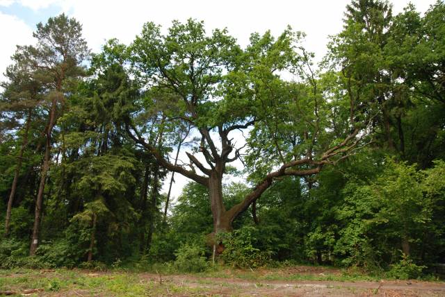 Dąb Pańszczyźniany