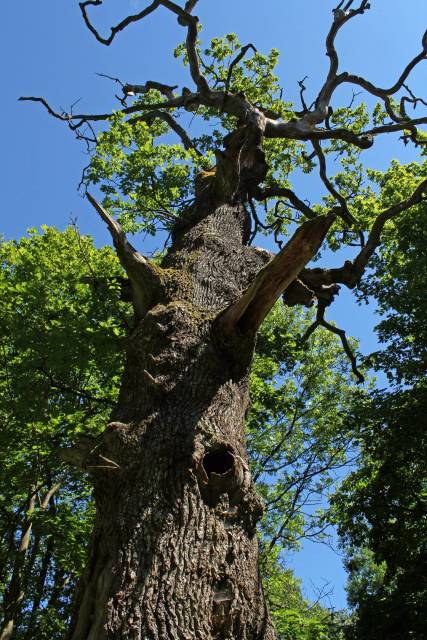 Dąb szypułkowy Lekowo