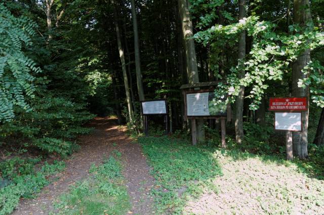 Rezerwat przyrody Olszyna Źródliskowa pod Lubiechowem Dolnym