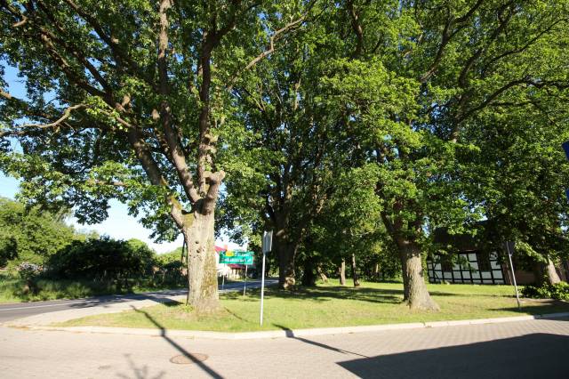 6 lip drobnolistnych