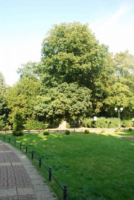 Buk pospolity odm. powcinana