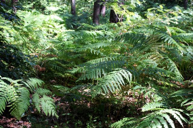 Karsiborskie Paprocie