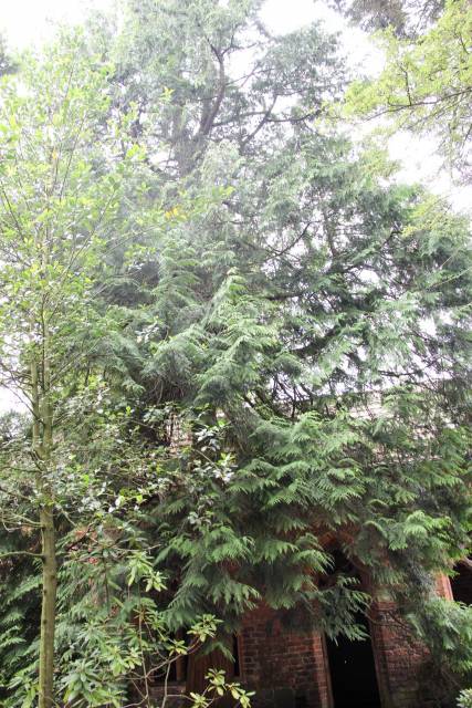 Żywotnik olbrzymi Ludgarda