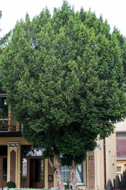 Cisy pospolite Bieliki