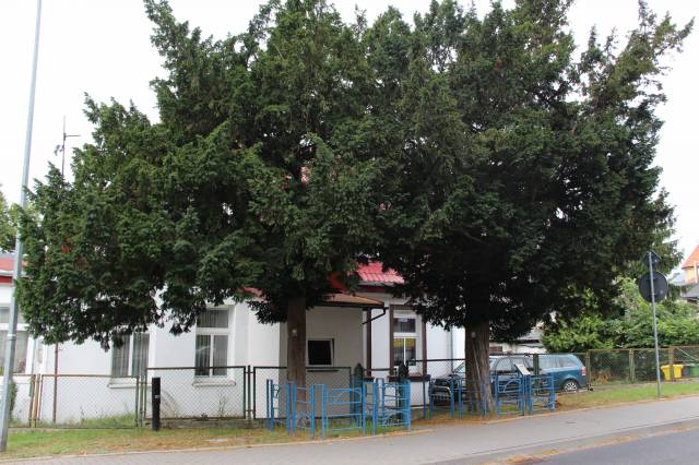 Cisy pospolite Jadwiga i Jagiełło