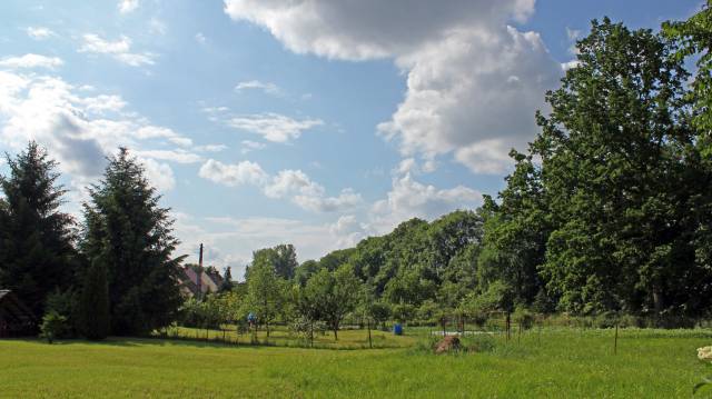 Cztery dęby szypułkowe