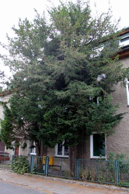 Cisy pospolite Wojowie