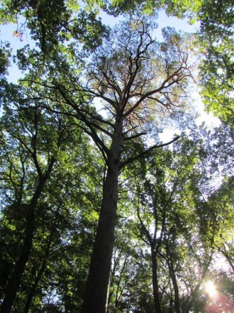 Sosna Bogusławska - leśnictwo Bogusław