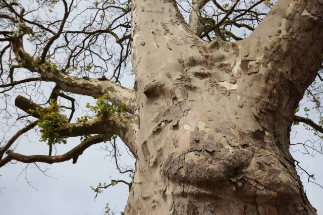 Grupa 3 drzew gatunku platan klonolistny
