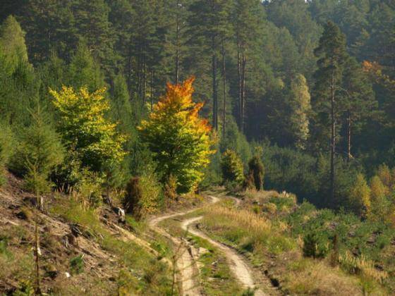 Jezioro Linowe gm. Człopa